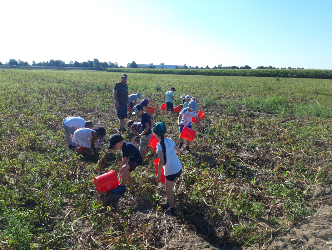 oku-oberding-fp-kartoffel-2022